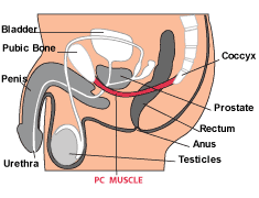 PC muscle
