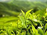 Green tea diet
